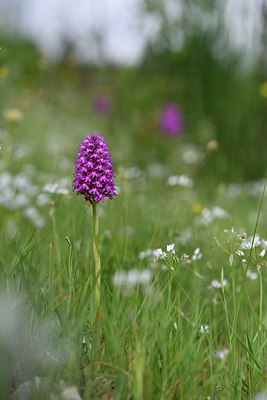 BUITEN BEELD Foto: 326039