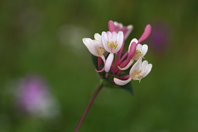 BUITEN BEELD Foto: 326047
