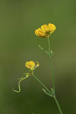 BUITEN BEELD Foto: 326049