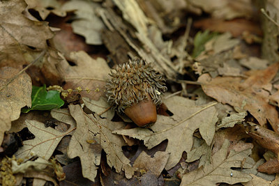 BUITEN BEELD Foto: 326059