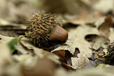 BUITEN BEELD Foto: 326060
