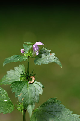 BUITEN BEELD Foto: 326064