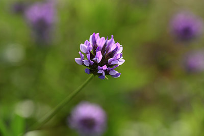 BUITEN BEELD Foto: 326088