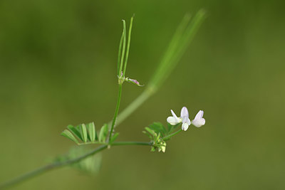 BUITEN BEELD Foto: 326096