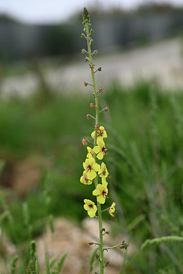 BUITEN BEELD Foto: 326100