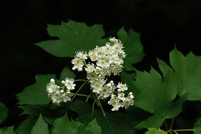 BUITEN BEELD Foto: 326113