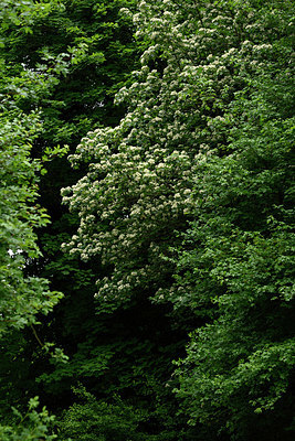 BUITEN BEELD Foto: 326117