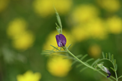 BUITEN BEELD Foto: 326119