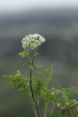 BUITEN BEELD Foto: 326122