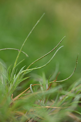 BUITEN BEELD Foto: 326176