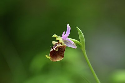 BUITEN BEELD Foto: 326187