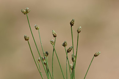 BUITEN BEELD Foto: 326201