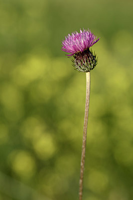 BUITEN BEELD Foto: 326204