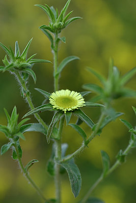 BUITEN BEELD Foto: 326208