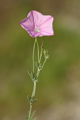 BUITEN BEELD Foto: 326228