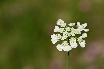 BUITEN BEELD Foto: 326238