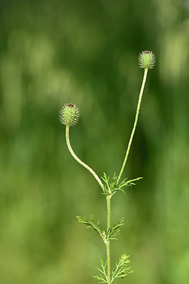 BUITEN BEELD Foto: 326240