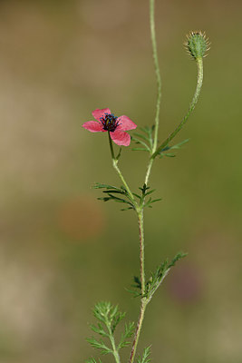 BUITEN BEELD Foto: 326241