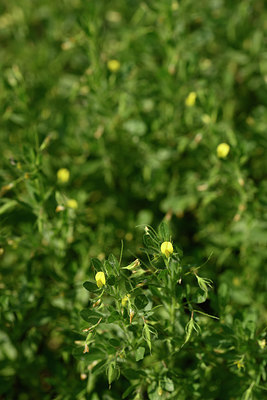 BUITEN BEELD Foto: 326244