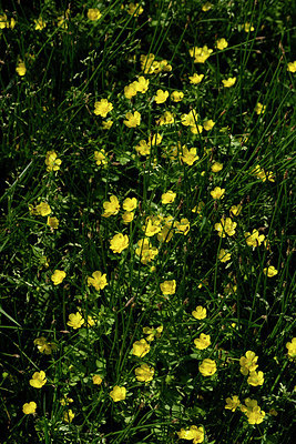 BUITEN BEELD Foto: 326259