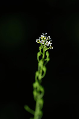 BUITEN BEELD Foto: 326261