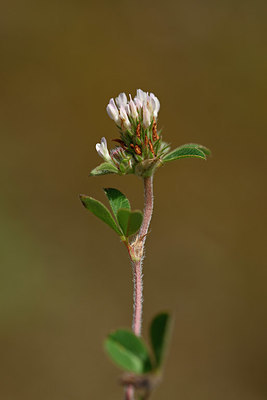BUITEN BEELD Foto: 326270