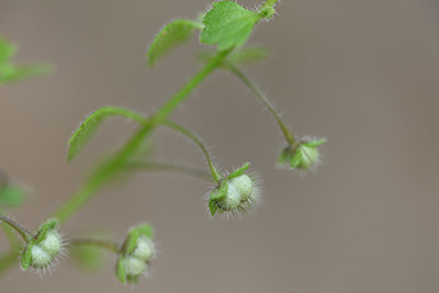 BUITEN BEELD Foto: 326275