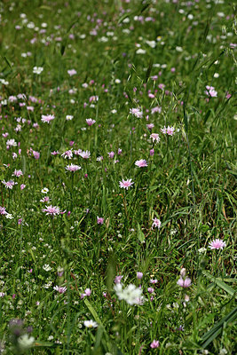 BUITEN BEELD Foto: 326276