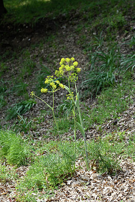 BUITEN BEELD Foto: 326279