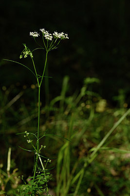 BUITEN BEELD Foto: 326287