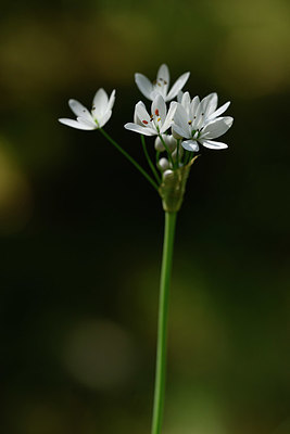 BUITEN BEELD Foto: 326290