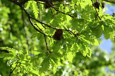 BUITEN BEELD Foto: 326292