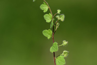 BUITEN BEELD Foto: 326294