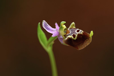 BUITEN BEELD Foto: 326300