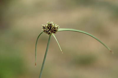 BUITEN BEELD Foto: 326314
