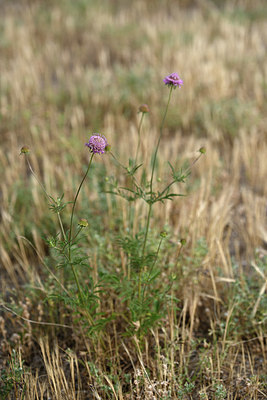 BUITEN BEELD Foto: 326315