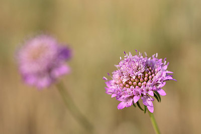 BUITEN BEELD Foto: 326316