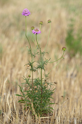 BUITEN BEELD Foto: 326319