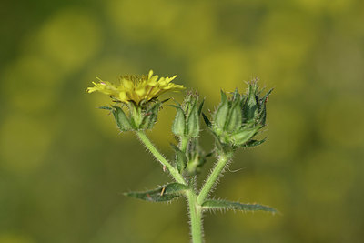 BUITEN BEELD Foto: 326326