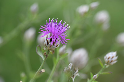 BUITEN BEELD Foto: 326331