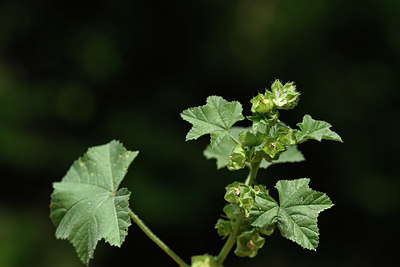 BUITEN BEELD Foto: 326337