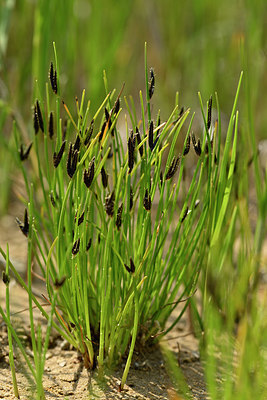BUITEN BEELD Foto: 326339