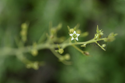 BUITEN BEELD Foto: 326366