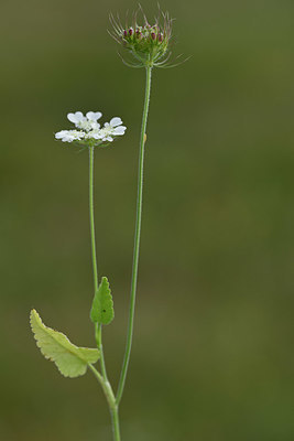 BUITEN BEELD Foto: 326384