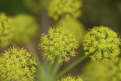 BUITEN BEELD Foto: 326404