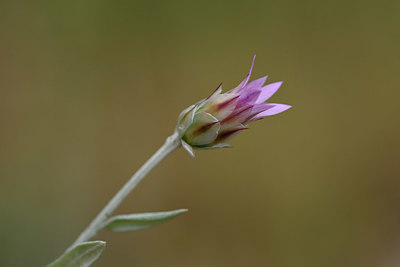 BUITEN BEELD Foto: 326418