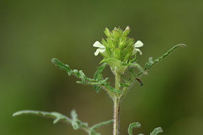 BUITEN BEELD Foto: 326432