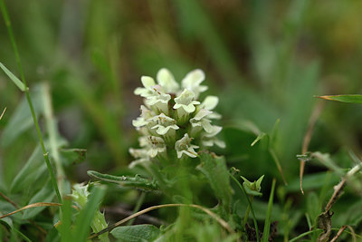 BUITEN BEELD Foto: 326434