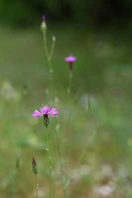 BUITEN BEELD Foto: 326451