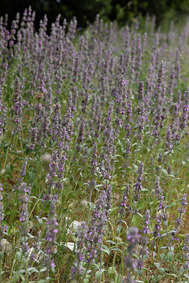 BUITEN BEELD Foto: 326453